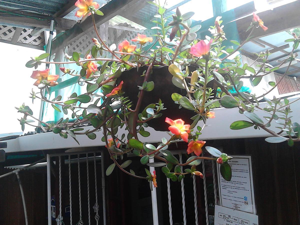 Hostel Julieta Rivas Luaran gambar